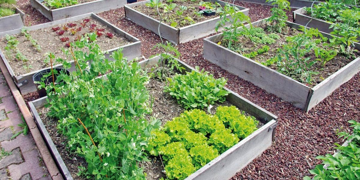 Comment créer un potager en carré dans votre jardin