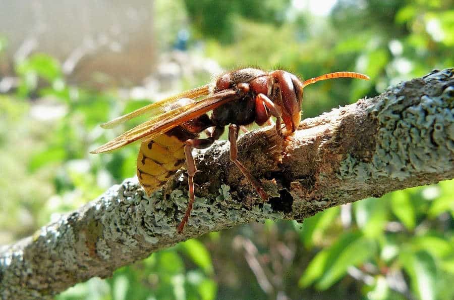 Comment protéger votre jardin des frelons asiatiques grâce à un piège écologique ?