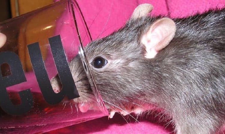 Comment se débarrasser des rats dans une habitation