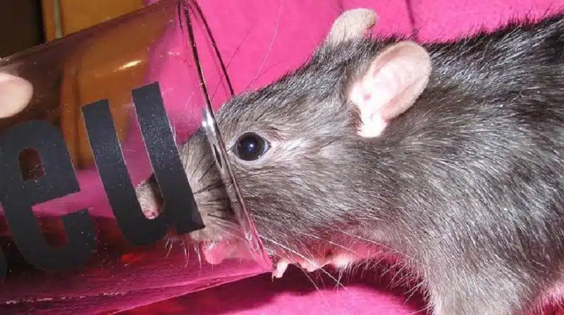 Comment se débarrasser des rats dans une habitation