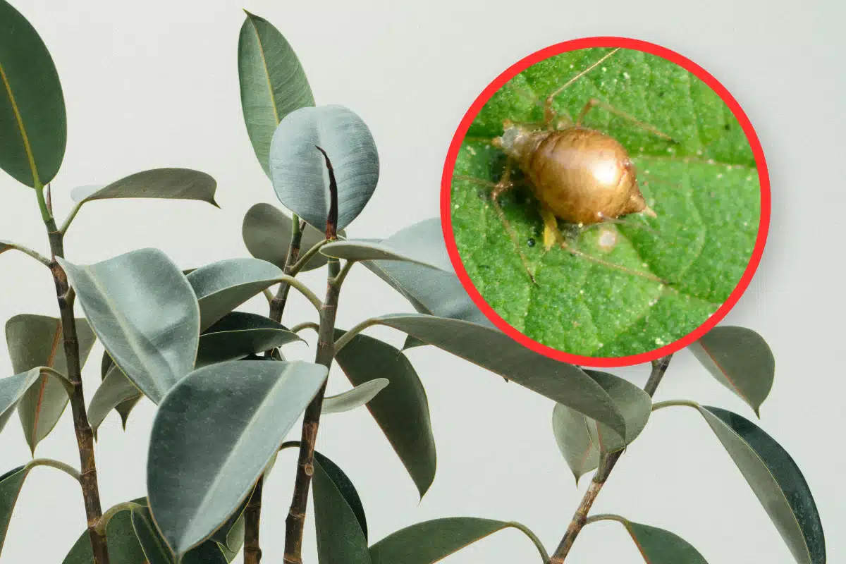 insecte sur une plante