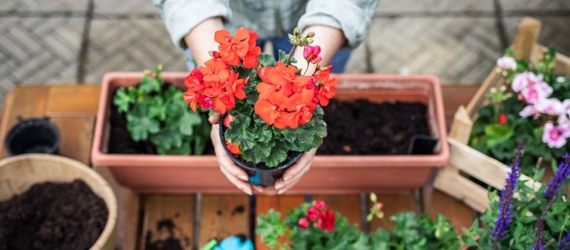 Que planter en avril quelles plantes privilégier