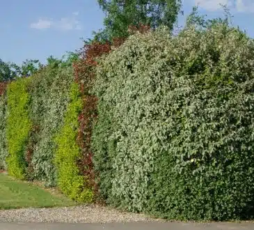 Quelles distances de plantation en haie séparative de voisinage