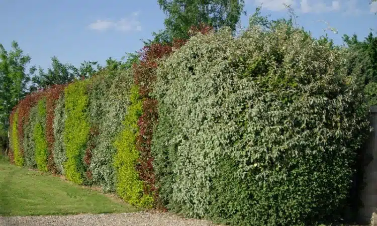 Quelles distances de plantation en haie séparative de voisinage
