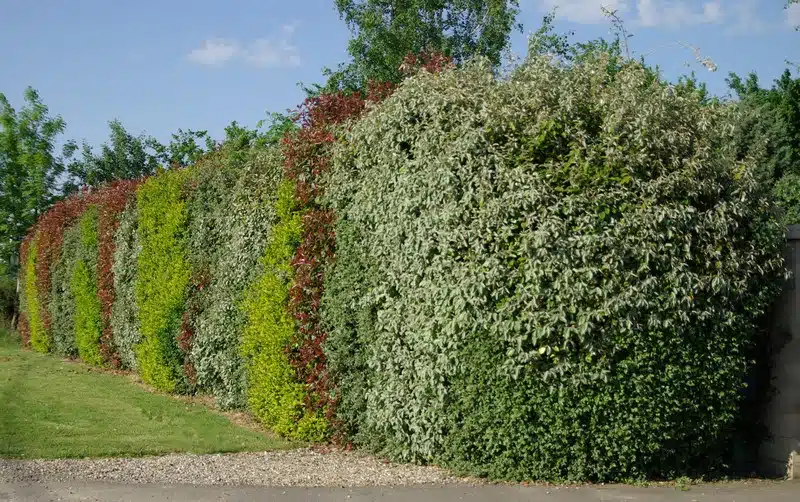 Quelles distances de plantation en haie séparative de voisinage