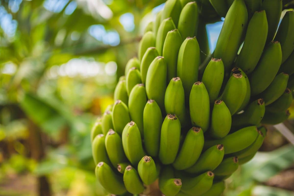 Conseils pour réussir la plantation de bananiers