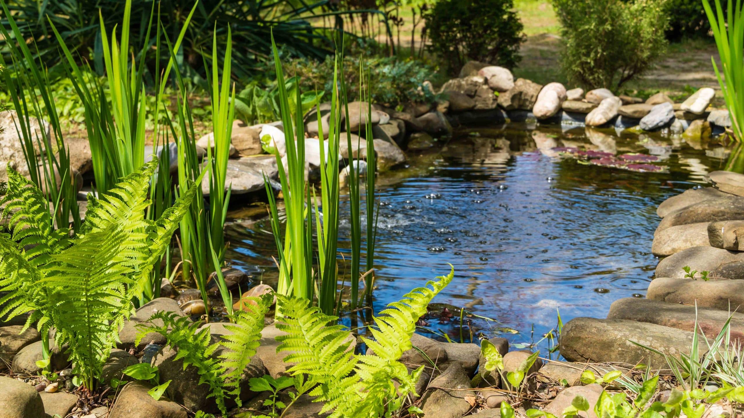 bien choisir un bassin de jardin