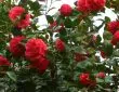 camellia