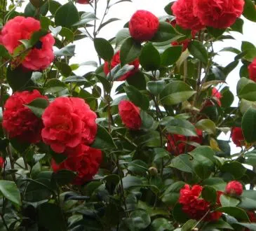 camellia