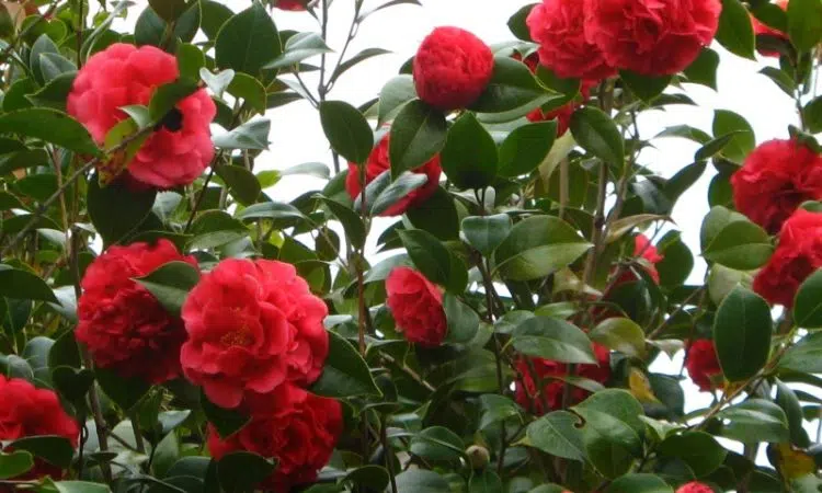 camellia