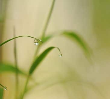 Comment choisir et planter le bambou dans votre jardin ?