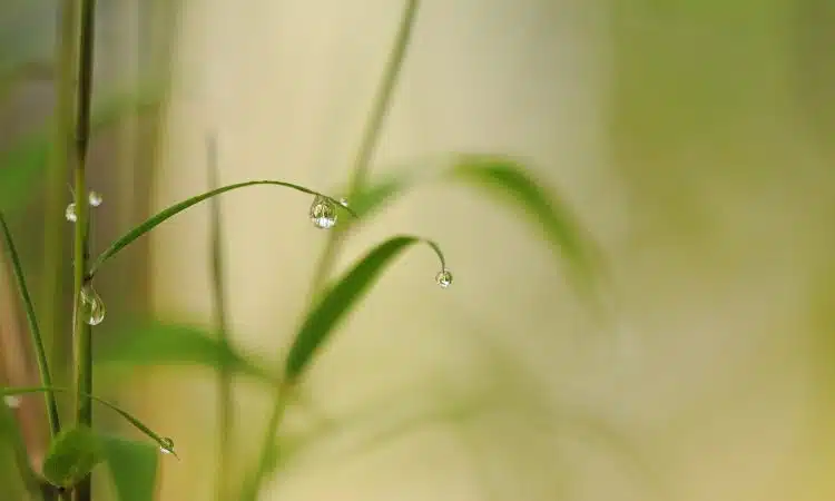 Comment choisir et planter le bambou dans votre jardin ?