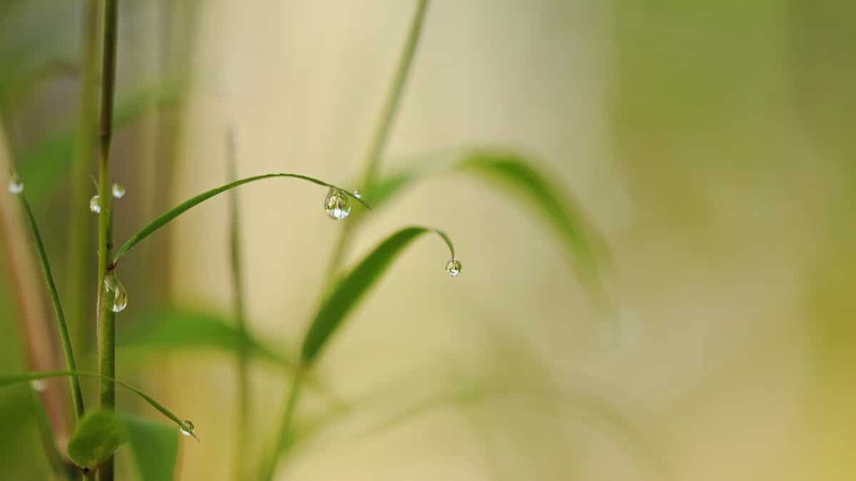 Comment choisir et planter le bambou dans votre jardin ?