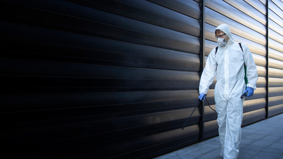 Exterminateur à Paris : quels nuisibles menacent votre maison ou appartement ?