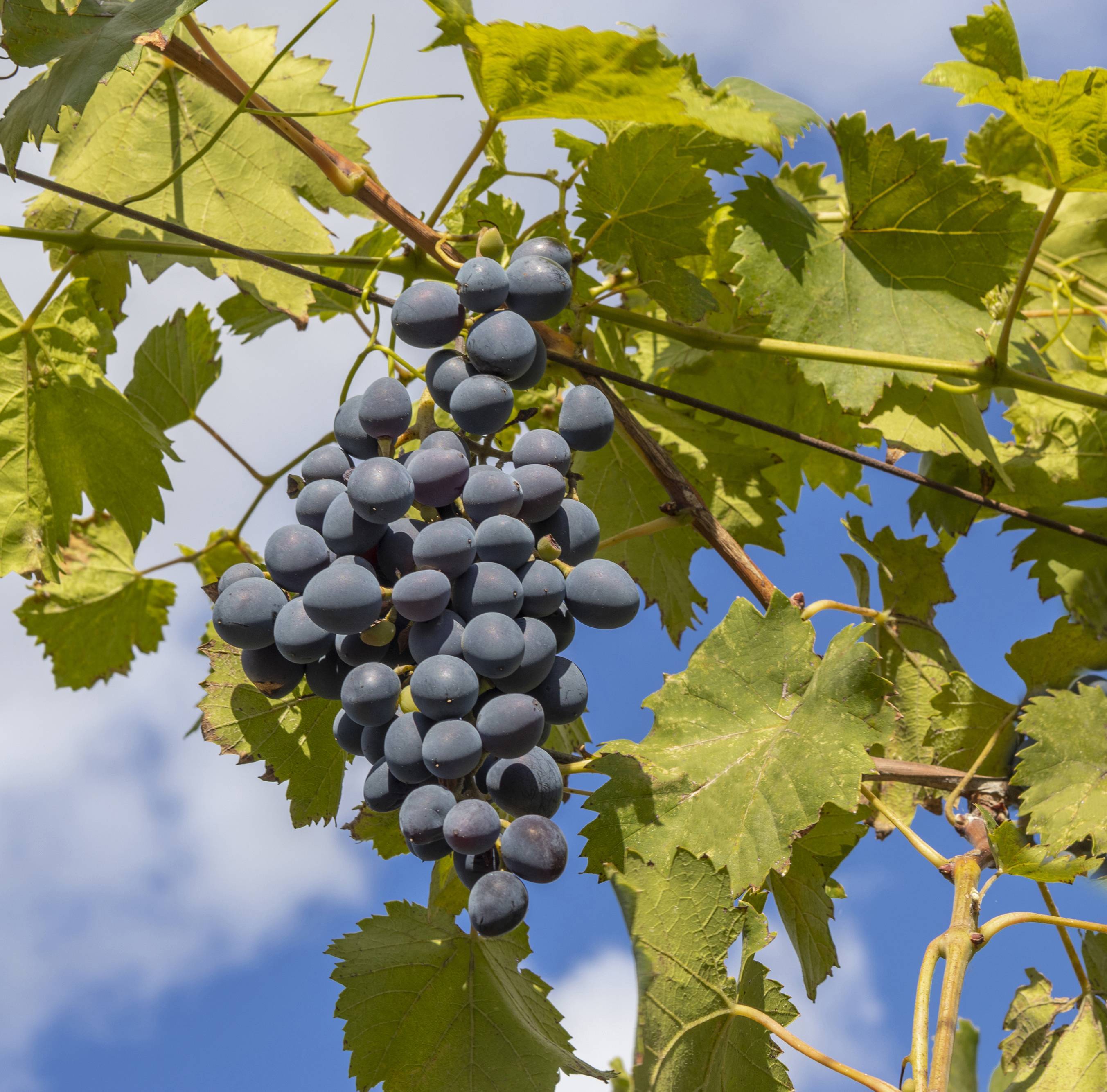 pied de vigne muscat bleu