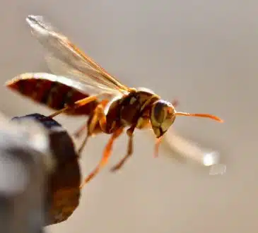 Le piège à frelons asiatiques nouvelle génération pour protéger votre maison