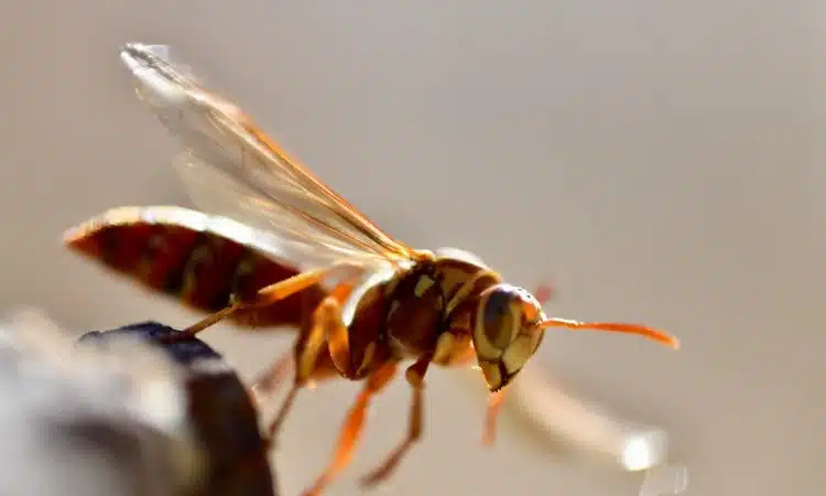 Le piège à frelons asiatiques nouvelle génération pour protéger votre maison