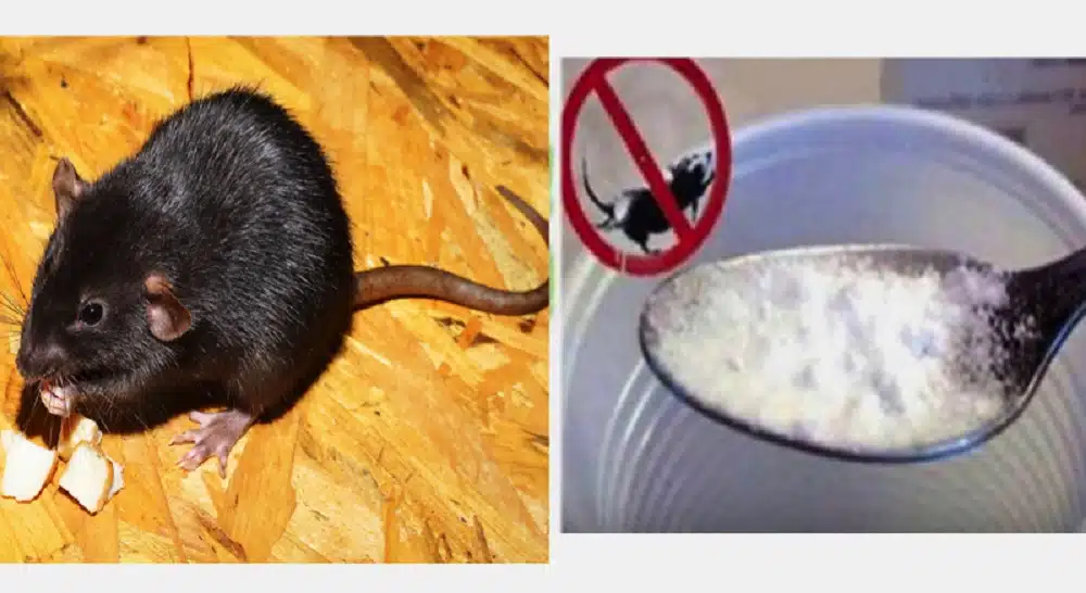 se débarrasser des rats dans une habitation