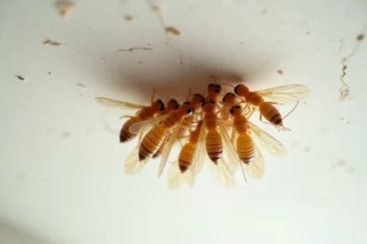 Termites volantes groupées au plafond d'une maison avec ailes translucides visibles en gros plan