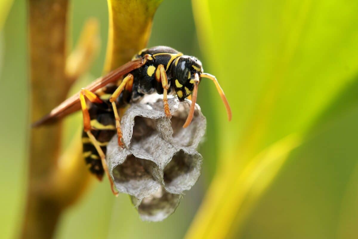 black and yellow bee on green leaf