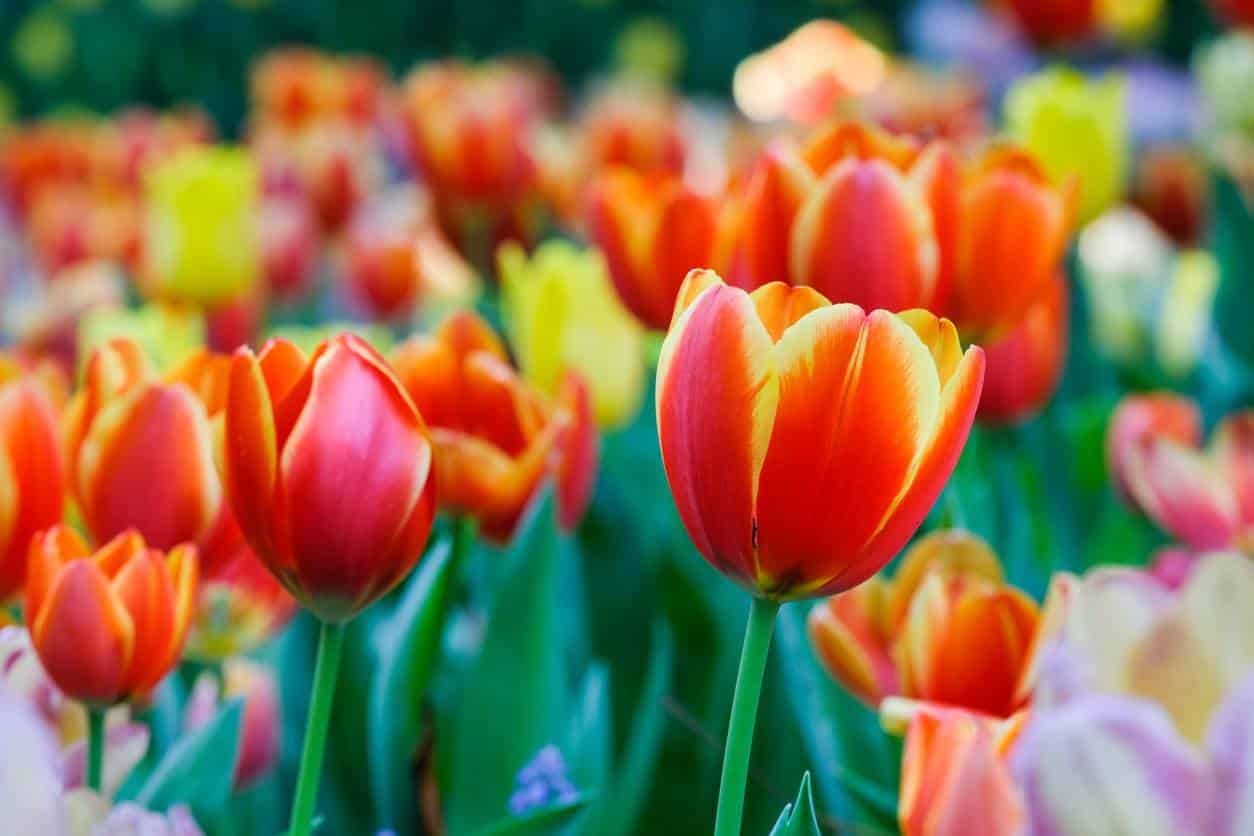 saison floraison tulipes
