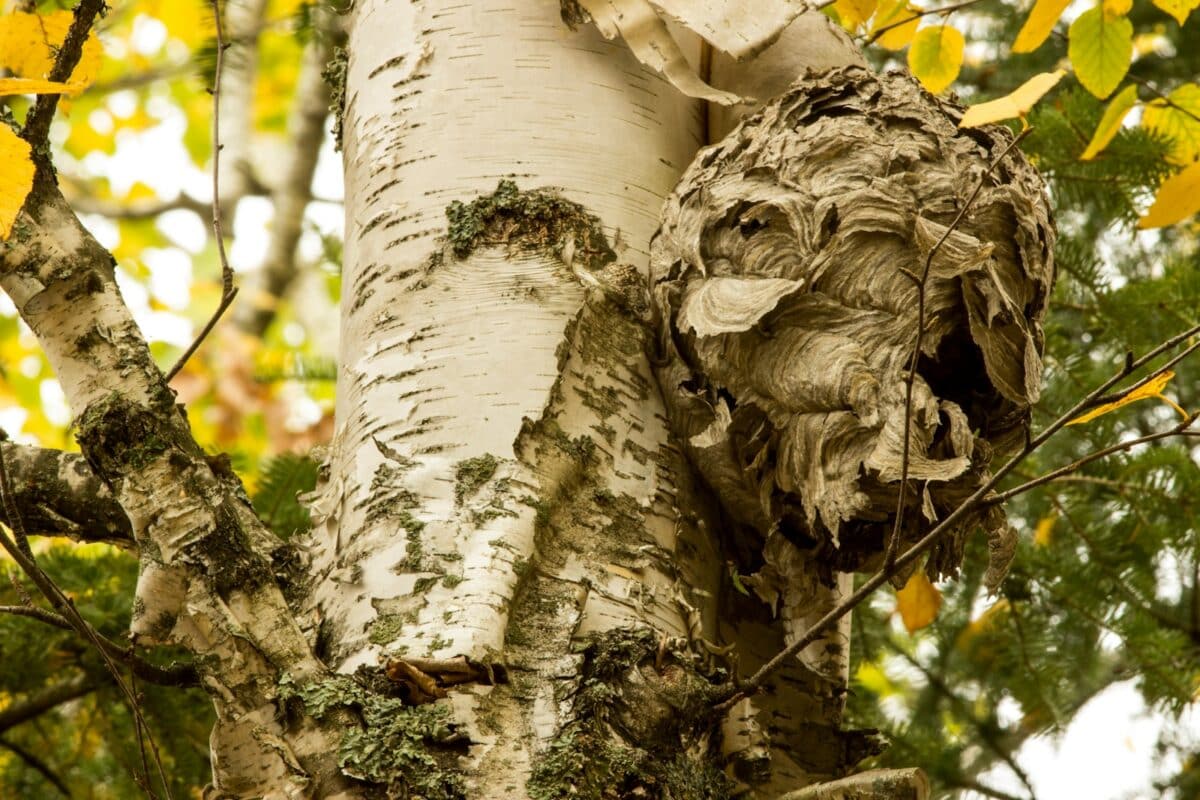 a close up of the bark of a tree